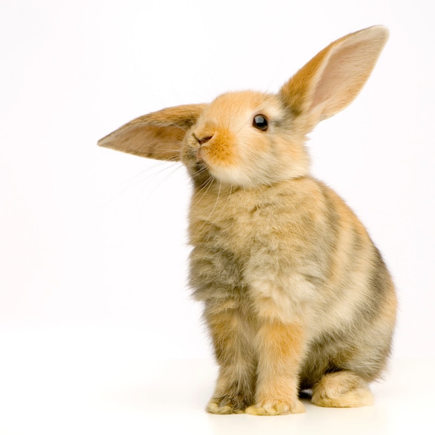 Beautiful rabbit portrait isolated