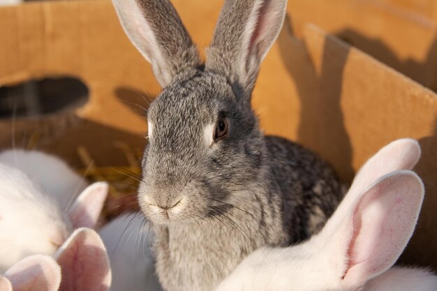 A beautiful Rabbit for sale in the market