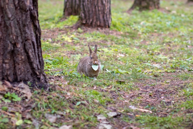 A beautiful rabbit with long ears runs around in the forest and chews grass leaf and leaves.