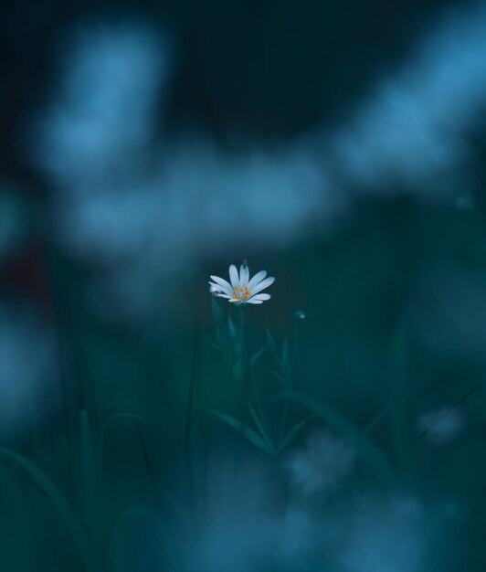 Beautiful rabelera flowers blooming in forest grass