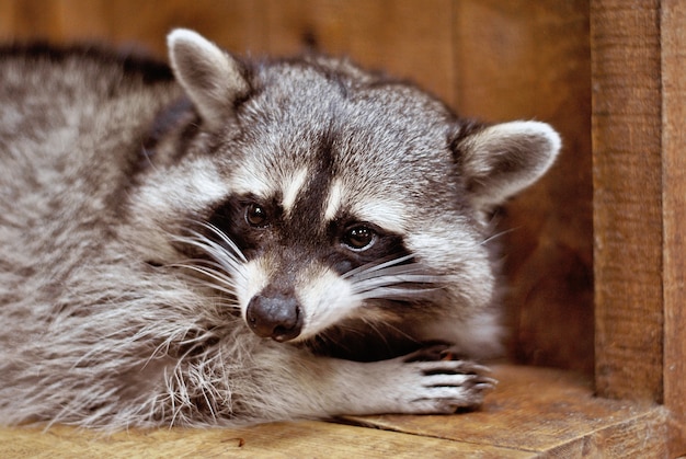 Beautiful raccoon close-up portrait