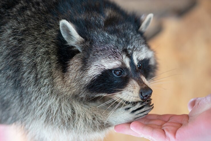 Photo beautiful raccoon eats