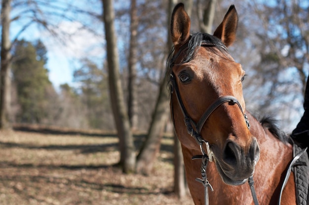 Beautiful race horse