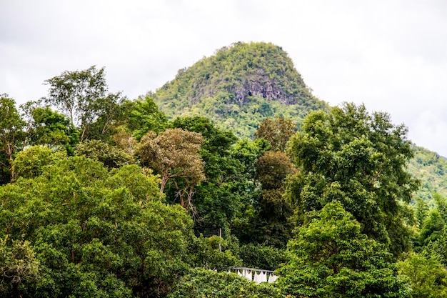 Beautiful rain forest