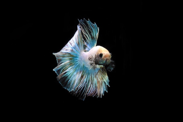 Beautiful Rainbow halfmoon betta fighting fish on black blackground