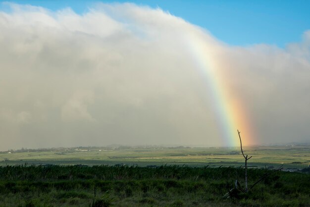 Photo a beautiful rainbow on the island of hawaii in maui