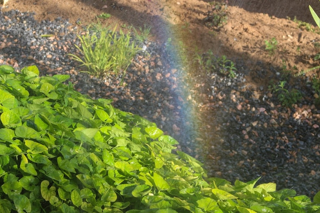 Красивая радуга сияет над высохшим ручьем в поле с кустами сбоку