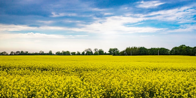 Beautiful rape field with blue sky and clouds