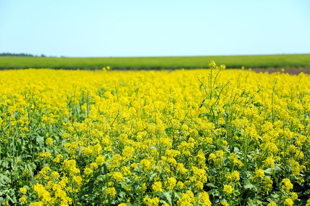 Beautiful rape in the field