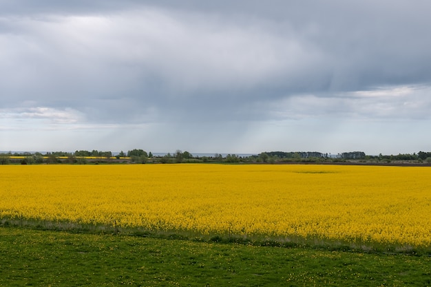 Beautiful rapeseed field and cloudy sky in the spring