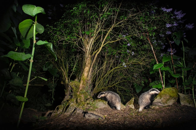 Photo beautiful and rare badger in the nature habitat in czech republic