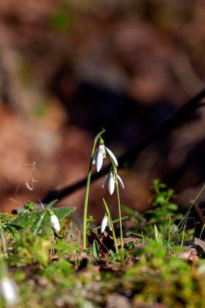 A beautiful rare snowdrop Galanthus nivalis grows in the mountains