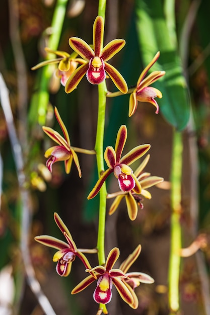 Photo beautiful rare wild orchids in a tropical forest