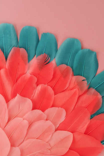 Beautiful Real feathers trend color pink coral and blue on pink background 