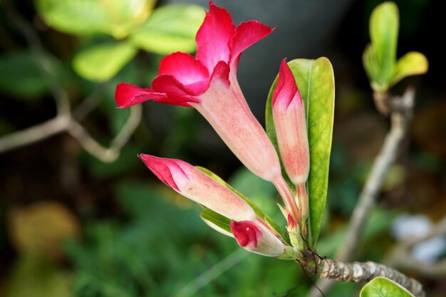 Bellissimo fiore di adenium rosso nel giardino