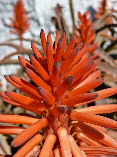 beautiful red aloe flowers