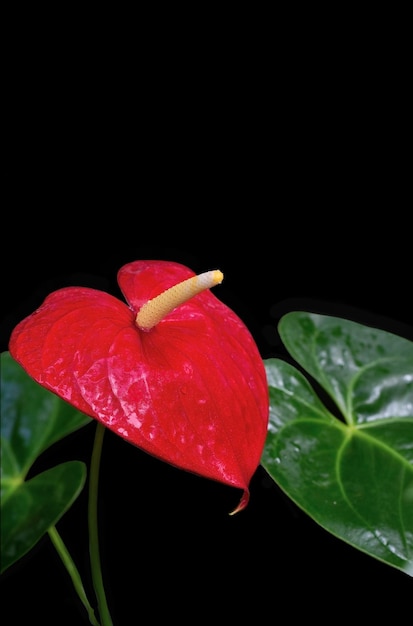 Photo beautiful red anthurium closeup