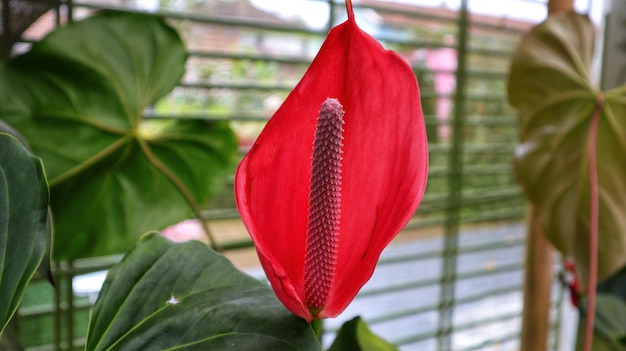 Красивый красный цветок антуриума цветет очень сексуально и экзотично