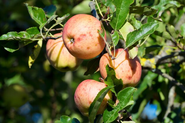 Beautiful red apples on a tree