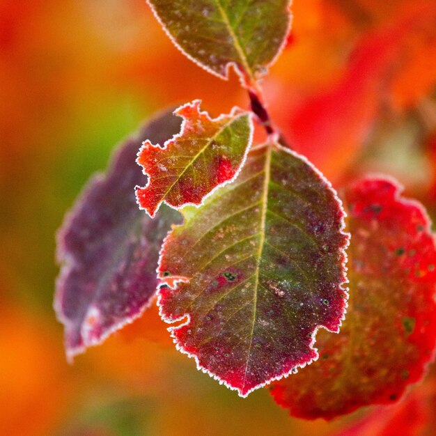 Beautiful red aronia leaves with a frosty edge morning scenery in the garden