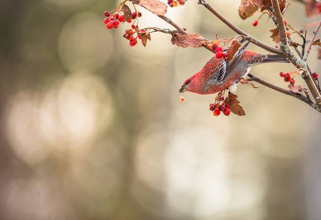 복사 공간이 아름 다운 빨간 새. 소나무 고등어, Pinicola enucleator, 수컷 새 붉은 열매, christmast 카드