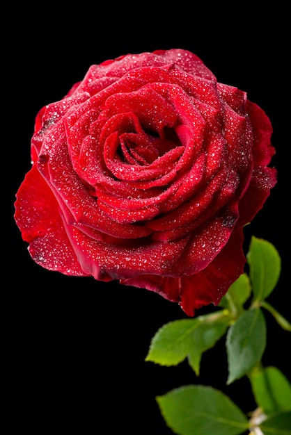 Beautiful red blooming rose against black background