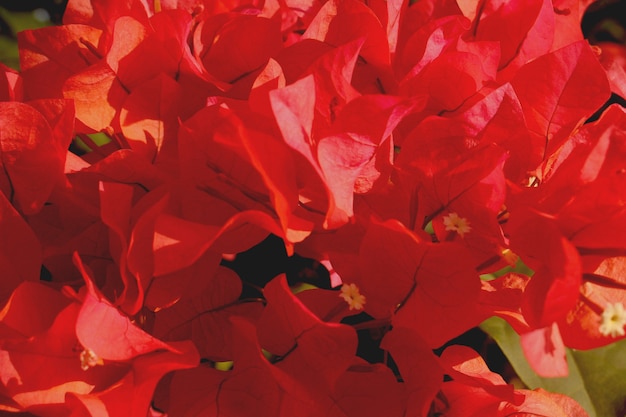 Beautiful red bougainvillea petals.