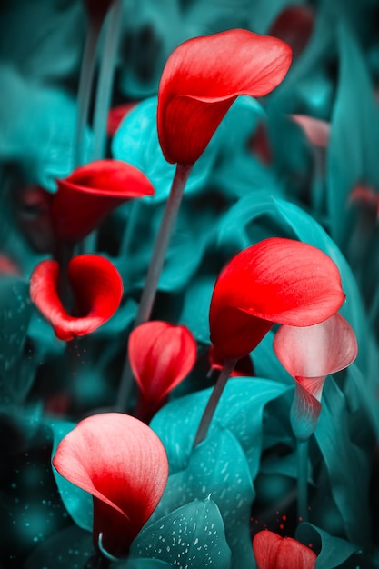 Beautiful red calla flowers on a blue background Floral summer background