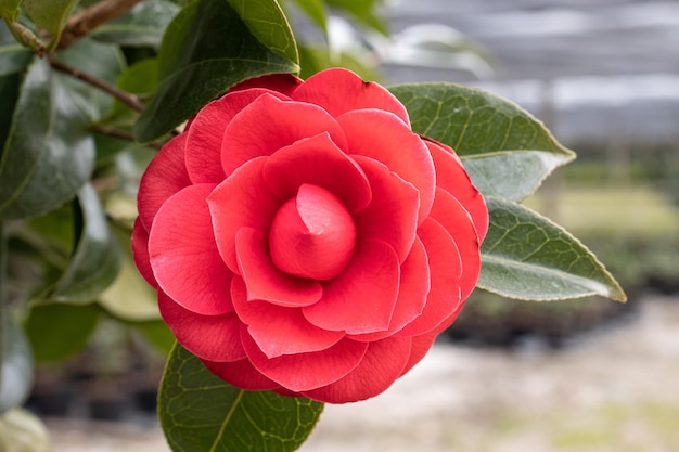 사진 카멜리아 자포니카 (camellia japonica) 밖 의 나무 에 자라는 아름다운  ⁇ 은 카멜리아 꽃