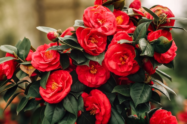 Beautiful red camellia flowers in full bloom with faded grunge effect. High quality photo