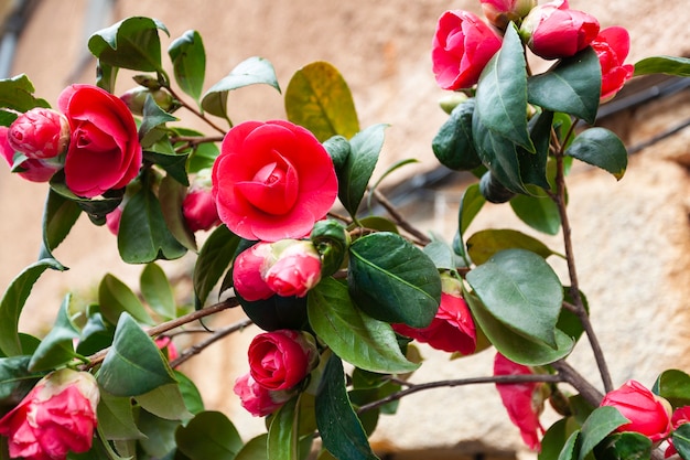 A beautiful red camellia japonica, scientific name is camellia, common camellia and camellia japonica.