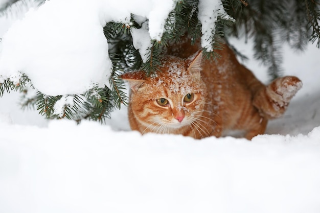 Beautiful red cat under fir tree on white snow background