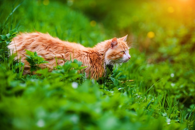 緑の草の上の美しい赤い猫。夏の日。