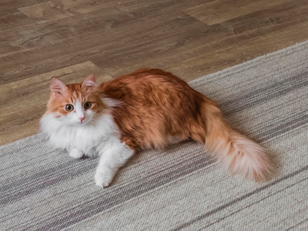 A beautiful red cat lies on the carpet on the wooden floor in the living room