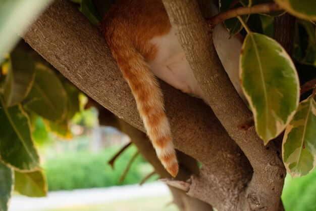 A beautiful red cat lies on tree branches, a striped tail hangs between the leaves