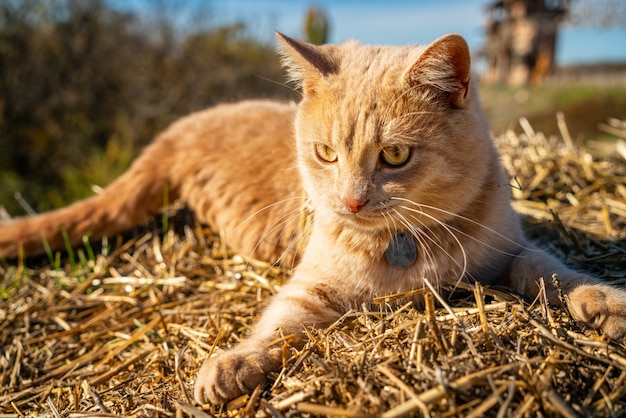 Beautiful red cat lying on the dry grass