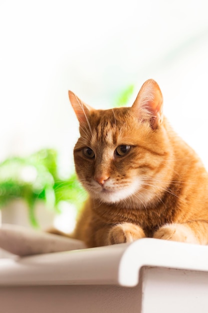 Beautiful red cat sitting on window closeup The domestic cat is lookingxA