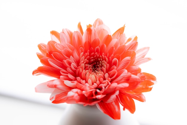 Beautiful red chrysanthemum flower close-up over the bottle on white background