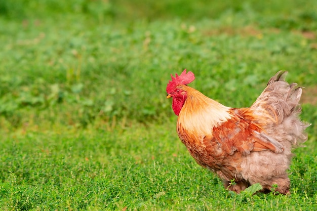 Beautiful red cock on grass