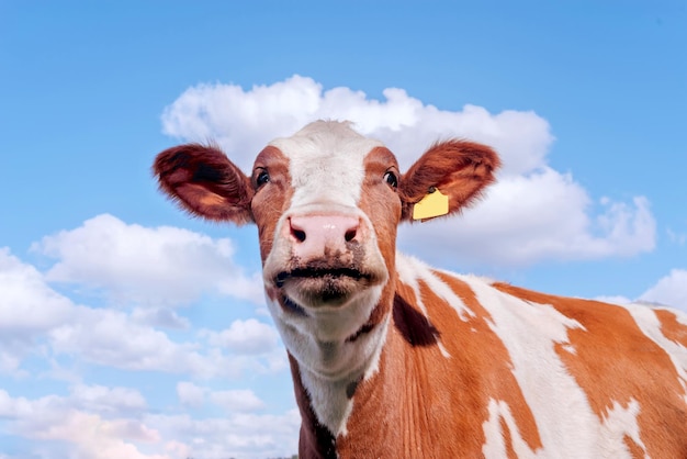 Photo a beautiful red cow against the background of the sky