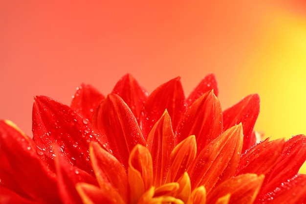 Beautiful red dahlia flower closeup