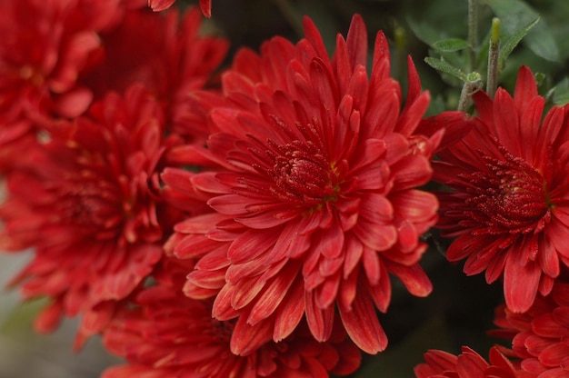 정원에 있는 아름다운 붉은 달리아 꽃