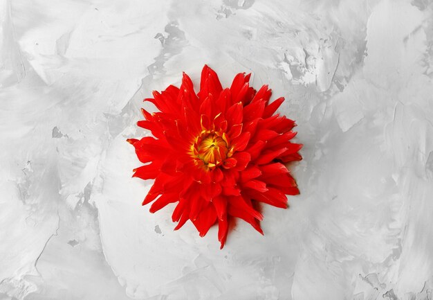 Фото Красивый красный цветок георгина на сером фоне
