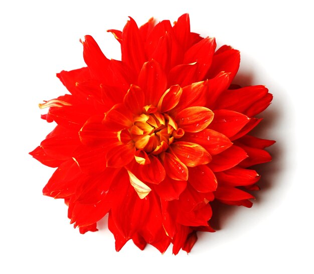 Beautiful red dahlia flower on white background