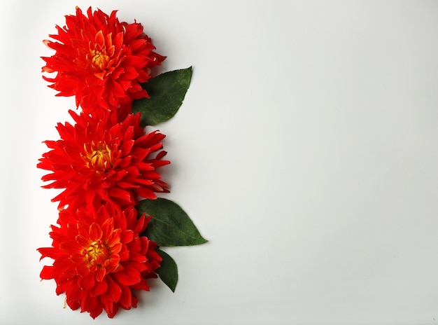 Beautiful red dahlia flowers on white background