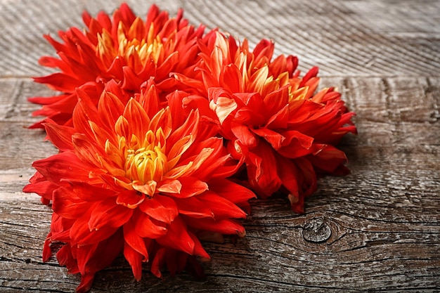 Beautiful red dahlia flowers on wooden background