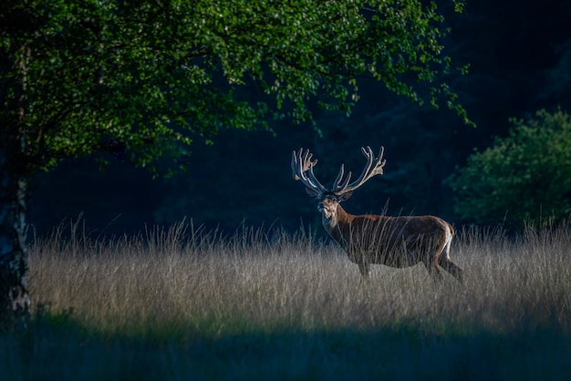 角がベルベットで育つ美しいアカシカ (Cervus elaphus)。