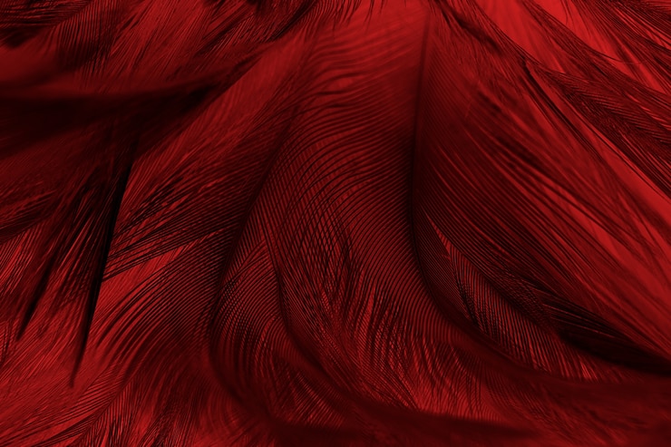 Photo beautiful red feather pattern texture background 