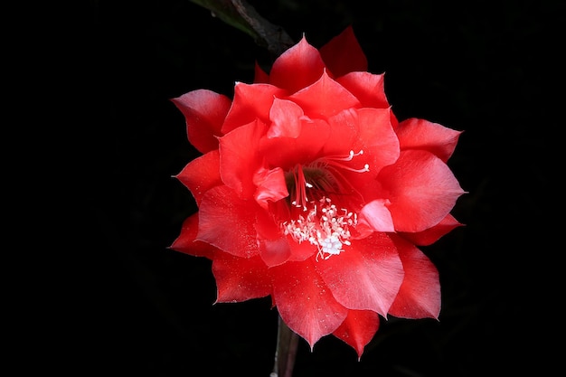 Beautiful Red fish bone cactus flower