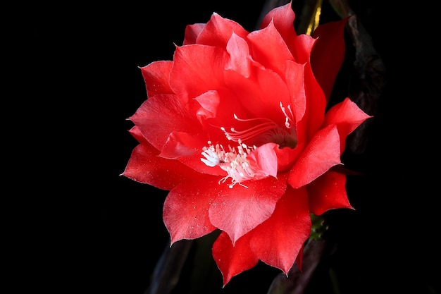 Beautiful Red fish bone cactus flower